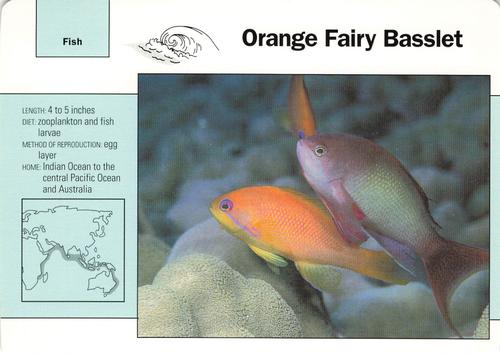 1991-95 Grolier Wildlife Adventure Cards #45.14 Orange Fairy Basslet Front