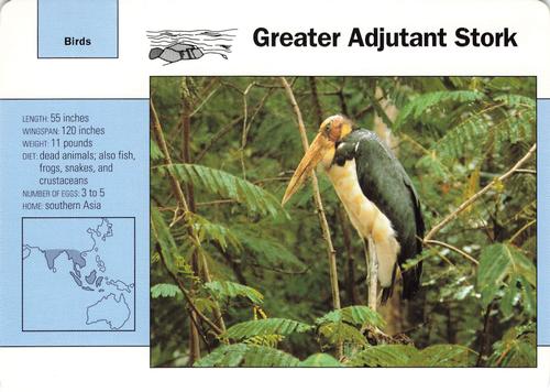1991-95 Grolier Wildlife Adventure Cards #48.8 Greater Adjutant Stork Front