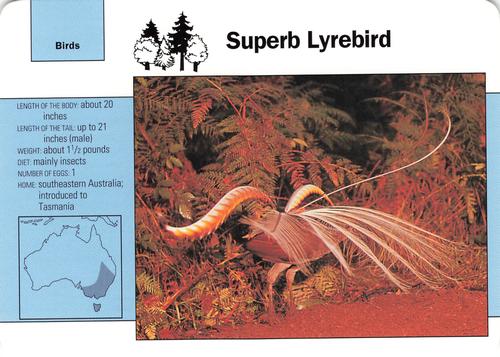 1991-95 Grolier Wildlife Adventure Cards #103.7 Superb Lyrebird Front