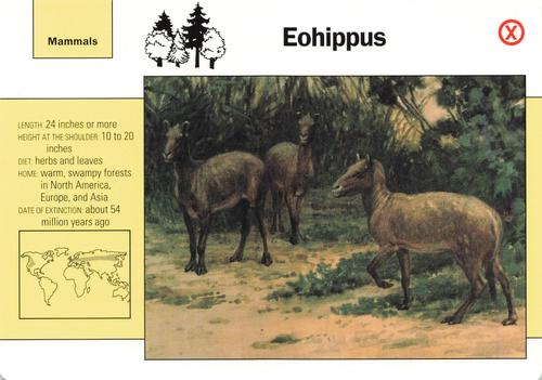 1991-95 Grolier Wildlife Adventure Cards #53.19 Eohippus Front