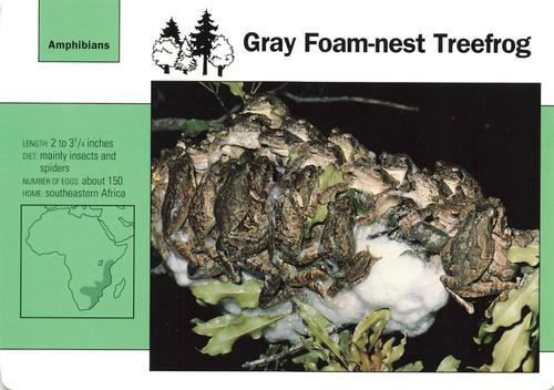 1991-95 Grolier Wildlife Adventure Cards #66.1 Gray Foam-nest Treefrog Front