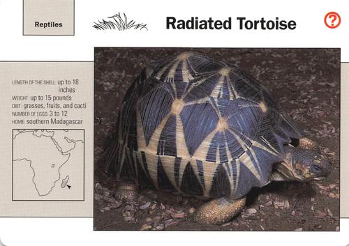 1991-95 Grolier Wildlife Adventure Cards #68.10 Radiated Tortoise Front