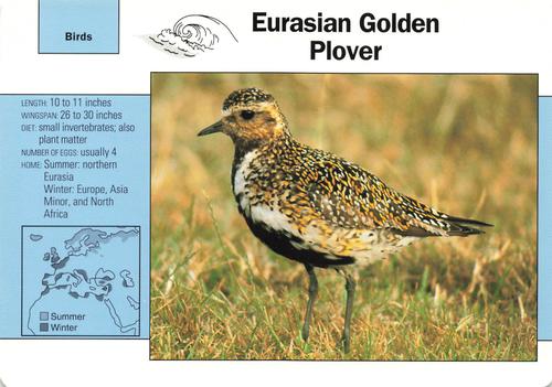 1991-95 Grolier Wildlife Adventure Cards #71.9 Eurasian Golden Plover Front