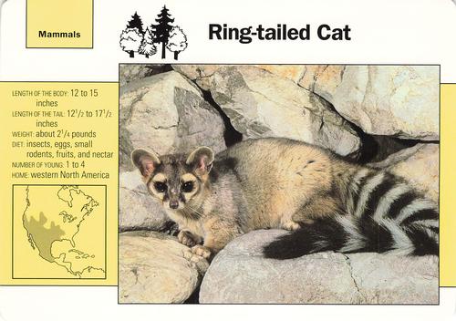 1991-95 Grolier Wildlife Adventure Cards #60.2 Ring-tailed Cat Front