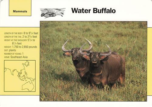 1991-95 Grolier Wildlife Adventure Cards #61.2 Water Buffalo Front