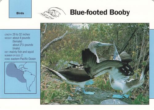 1991-95 Grolier Wildlife Adventure Cards #84.6 Blue-footed Booby Front