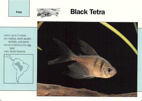 1991-95 Grolier Wildlife Adventure Cards #94.13 Black Tetra Front