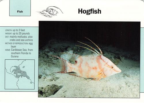 1991-95 Grolier Wildlife Adventure Cards #94.14 Hogfish Front