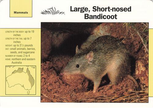 1991-95 Grolier Wildlife Adventure Cards #98.2 Large, Short-nosed Bandicoot Front