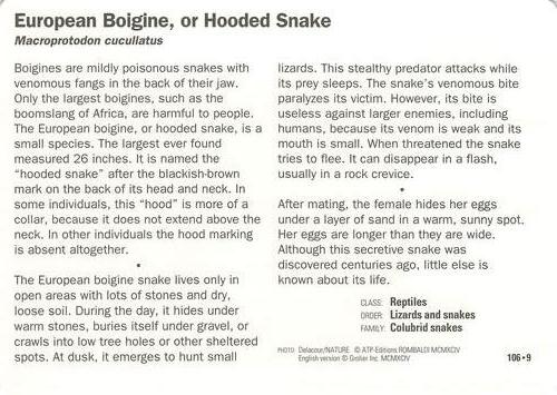 1991-95 Grolier Wildlife Adventure Cards #106.9 European Boigine, or Hooded Snake Back