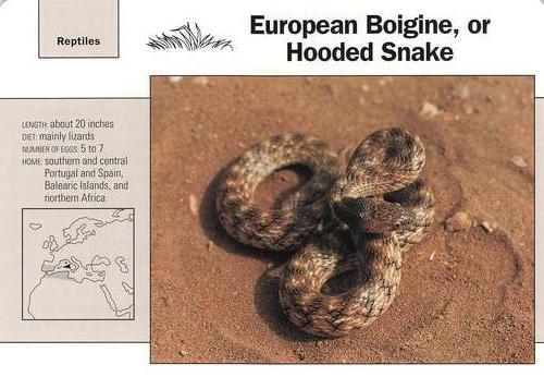 1991-95 Grolier Wildlife Adventure Cards #106.9 European Boigine, or Hooded Snake Front