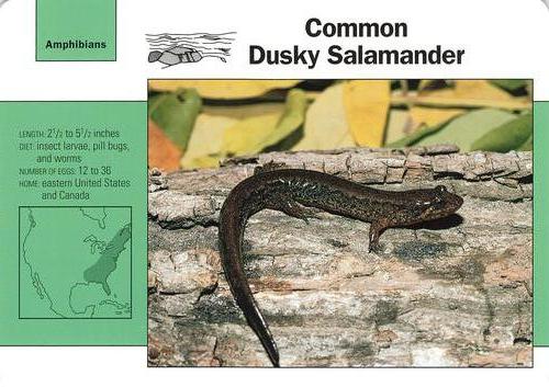 1991-95 Grolier Wildlife Adventure Cards #109.11 Common Dusky Salamander Front