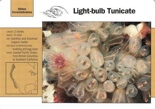 1991-95 Grolier Wildlife Adventure Cards #109.18 Light-bulb Tunicate Front