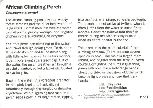 1991-95 Grolier Wildlife Adventure Cards #112.13 African Climbing Perch Back