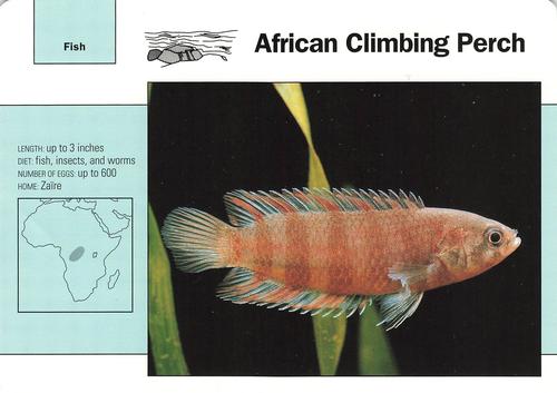 1991-95 Grolier Wildlife Adventure Cards #112.13 African Climbing Perch Front