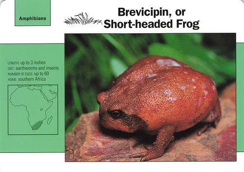 1991-95 Grolier Wildlife Adventure Cards #114.12 Brevicipin, or Short-headed Frog Front