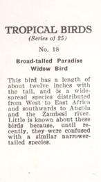 1960 Tropical Birds #18 Broad-tailed Paradise Widow Bird Back
