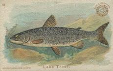 1900 Church & Co. Fish Series (J15) - Mini #18 Lake Trout Front