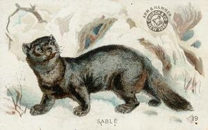 1898 Dwight's Soda Interesting Animals (J10) - Arm & Hammer Interesting Animals #19 Sable Front