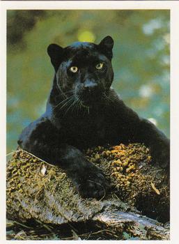 1989 Impact Exotic Wildlife #NNO Panther Front