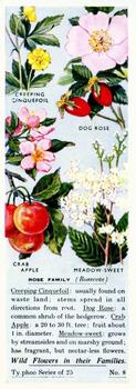 1937 Ty-phoo Tea Wildflowers in their Families #8 Willow-Herb Front