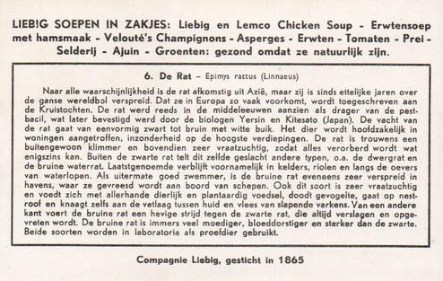 1956 Liebig De Knaagdieren (Rodents) (Dutch Text) (F1654, S1655) #6 De Rat - Epimys rattus (Linnaeus) Back