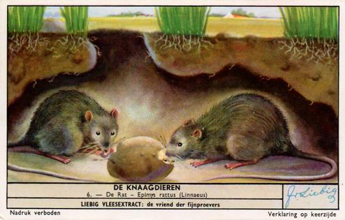 1956 Liebig De Knaagdieren (Rodents) (Dutch Text) (F1654, S1655) #6 De Rat - Epimys rattus (Linnaeus) Front