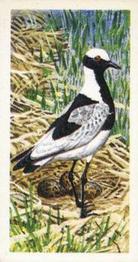 1965 Brooke Bond Rhodesia African Birds #21 Blacksmith Plover Front