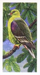 1965 Brooke Bond Rhodesia African Birds #22 Green Pigeon Front