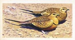 1965 Brooke Bond Rhodesia African Birds #24 Chestnut-Bellied Sandgrouse Front