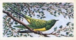 1965 Brooke Bond Rhodesia African Birds #25 Emerald Cuckoo Front