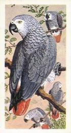 1965 Brooke Bond Rhodesia African Birds #26 Grey Parrot Front