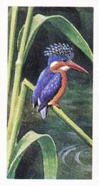 1965 Brooke Bond Rhodesia African Birds #28 Malachite Kingfisher Front