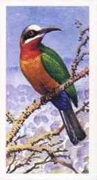 1965 Brooke Bond Rhodesia African Birds #29 White-Fronted Bee-Eater Front