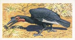 1965 Brooke Bond Rhodesia African Birds #30 Ground Hornbill Front