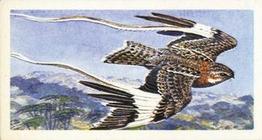 1965 Brooke Bond Rhodesia African Birds #32 Pennant-Winged Nightjar Front