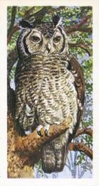 1965 Brooke Bond Rhodesia African Birds #34 Verreaux's Eagle Owl Front