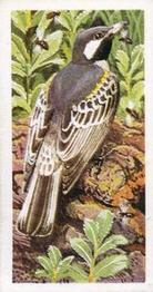 1965 Brooke Bond Rhodesia African Birds #36 Black-Throated Honey-Guide Front