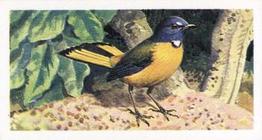 1965 Brooke Bond Rhodesia African Birds #37 White-Starred Bush Robin Front