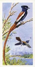 1965 Brooke Bond Rhodesia African Birds #38 Paradise Flycatcher Front