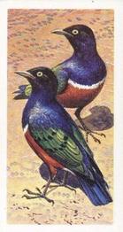 1965 Brooke Bond Rhodesia African Birds #39 Superb Glossy Starling Front