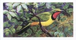 1965 Brooke Bond Rhodesia African Birds #40 Four-Coloured Bush Shrike Front