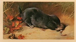 1983 Doncella British Mammals #4 Mole Front