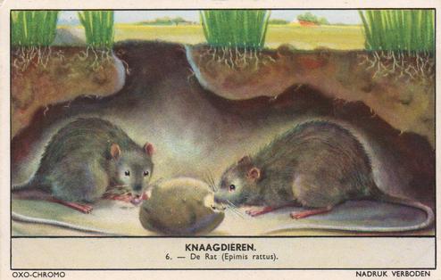 1956 Liebig/Oxo Knaagdieren (Rodents) (Dutch Text) (F1654, S1655) #6 De Rat (Epimis rattus) Front