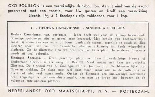 1953 Liebig Kamerplanten (House Plants) (Dutch Text) (F1573, S1574) #1 Hedera Canariensis - Sinningia Speciosa Back