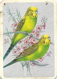 1959 Tuckfield's Australiana Bird Studies #19 Budgerigah Front