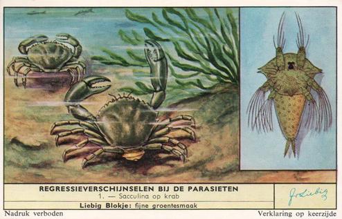 1960 Liebig Regressierverschijnselen Bij De Parasieten (Parasites and their Hosts) (Dutch Text) (F1738, S1729) #1 Sacculina op Krab Front
