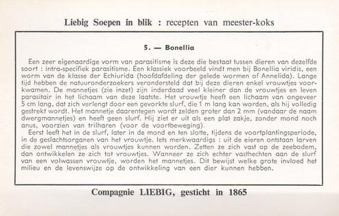 1960 Liebig Regressierverschijnselen Bij De Parasieten (Parasites and their Hosts) (Dutch Text) (F1738, S1729) #5 Bonellia Back