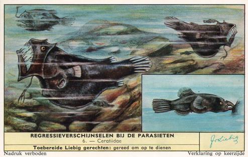 1960 Liebig Regressierverschijnselen Bij De Parasieten (Parasites and their Hosts) (Dutch Text) (F1738, S1729) #6 Ceratiidae Front