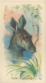 1920 Weber Animal Pictures Series A (D8) #NNO Giant Kangaroo Front